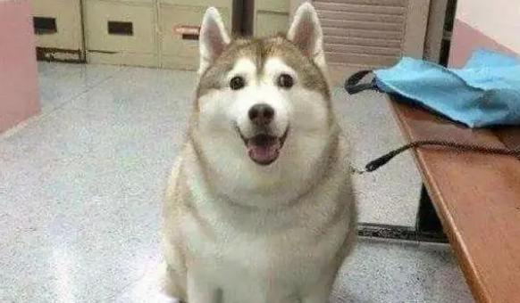 狗狗绝育手术后会产生什么转变？来看看吧