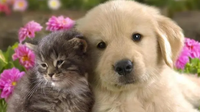 如何调教训练猫咪和幼犬相处?让猫狗和平共处! 如何调教训练猫咪和幼犬相处?让猫狗和平共处!