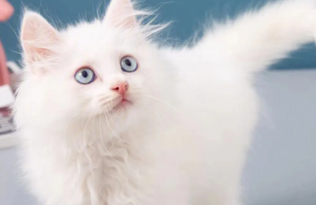山东临清狮子猫多少钱一只