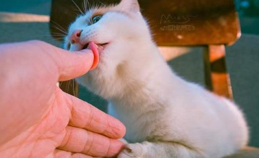 猫咪为什么老喜欢舔主人