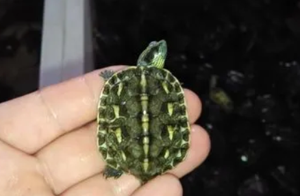 中华花龟保护级别,想了解的来看看! 中华花龟保护级别,想了解的来看看!