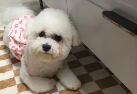 50天上下的比熊幼犬，一天吃多少米糊？