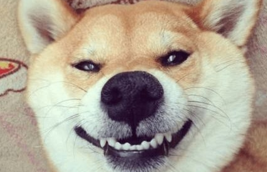 养柴犬的6大益处,难怪那么多的人养! 养柴犬的6大益处,难怪那么多的人养!