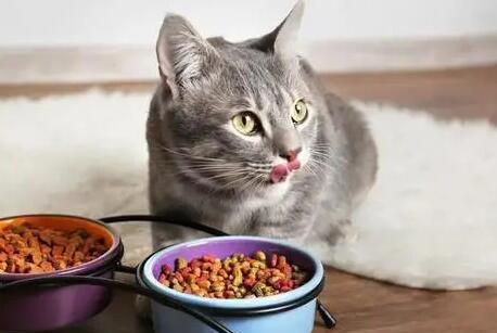 猫咪口角炎能自愈吗? 猫跟你都想了解! 猫咪口角炎能自愈吗? 猫跟你都想了解!