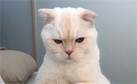 猫咪眼睛进水会怎么样？