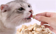 给猫咪吃生鸡肉是为什么