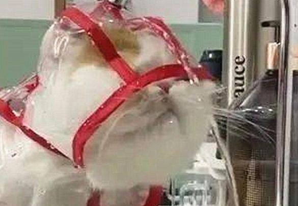 给猫咪穿上雨衣，它再去喝水时满脸懵：故意逗我吗？