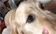 狗狗流鼻涕眼红为什么啊