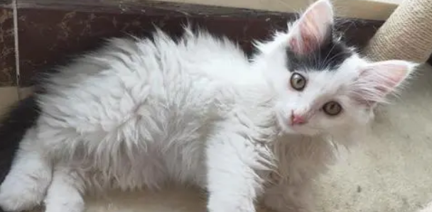 为什么有的猫咪身上长白毛呢