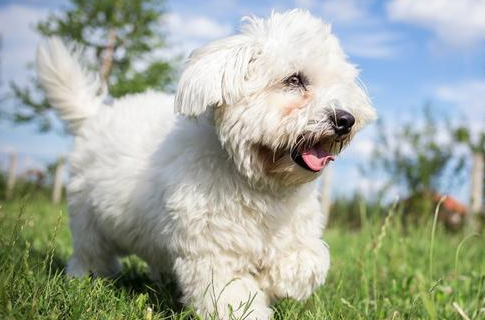 为什么比熊犬那么少人养?网友:怕了,特别是在最终一条 为什么比熊犬那么少人养?网友:怕了,特别是在最终一条