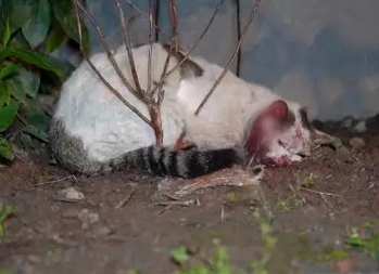 它也曾经有个家，但此时猫咪眼中只有无助和惶恐