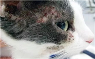 如何正确防治猫猫的食物过敏症？