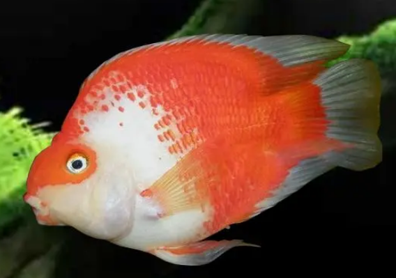 微红鹦鹉鱼身体发白陆续死了