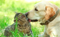 猫咪为什么干不过狗狗