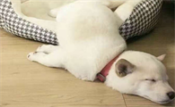 狗狗感冒了不管他会怎么样？来看看吧