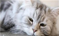 猫中暑严重会怎么样啊
