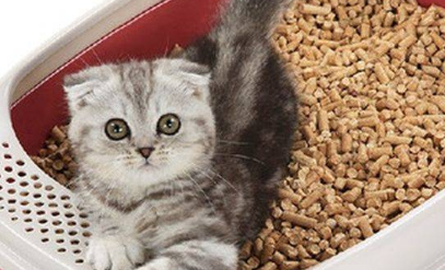 猫咪拉黑色大便正常吗? 猫咪拉黑色大便正常吗?