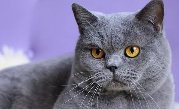 我把猫给绝育了 我把猫给绝育了