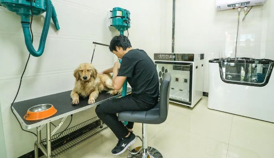 安吉宠物医院哪家好