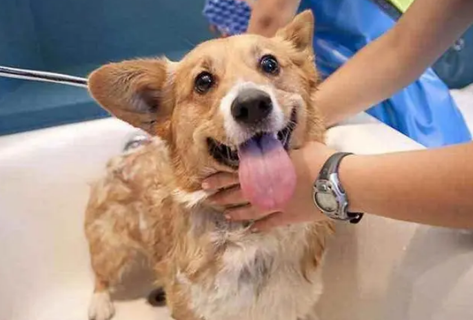 宠物店怎么给狗狗洗澡