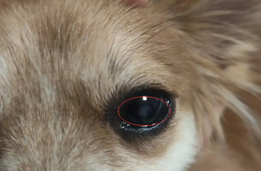 狗狗眼珠中间发白是什么情况啊 狗狗眼珠中间发白是什么情况啊