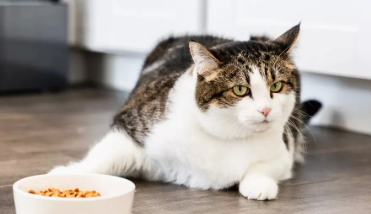 猫咪嗜睡，不吃东西是什么情况？