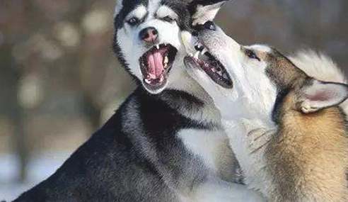 为何警员不训练“哈士奇”当警犬呢？看过这五个缘故我笑了！