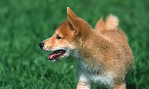 狗狗为什么能吃番茄 狗狗为什么能吃番茄