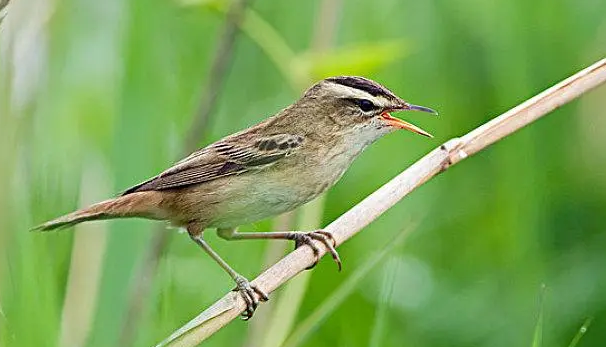 水蒲苇莺幼鸟吃什么
