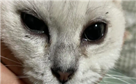 猫咪眼睛流泪 有点睁不开 是咋回事