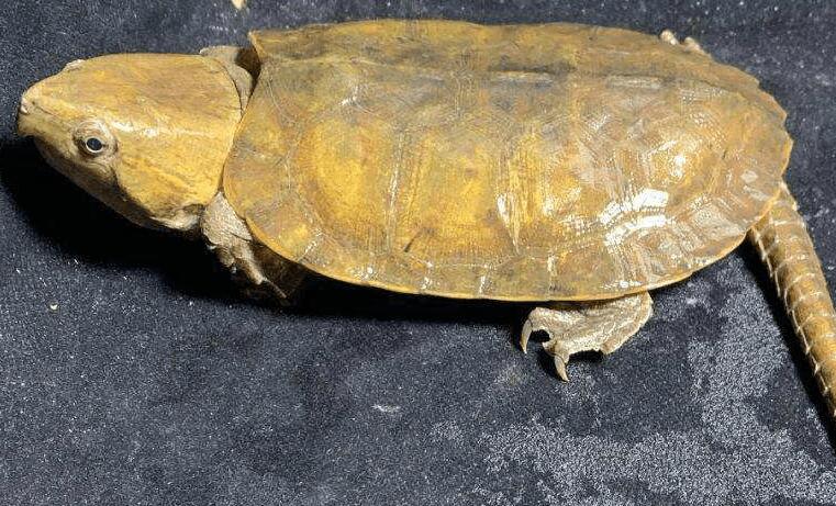 平胸龟腐皮怎么办?一文告诉你 平胸龟腐皮怎么办?一文告诉你