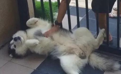为何小狗这般惹人钟爱? 为何小狗这般惹人钟爱?
