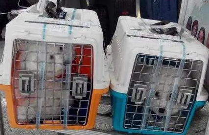高铁带宠物托运费用 高铁带宠物托运费用