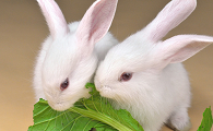 小兔子能吃什么蔬菜