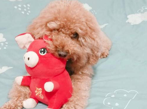 泰迪犬几月来月经？不妨来看看吧