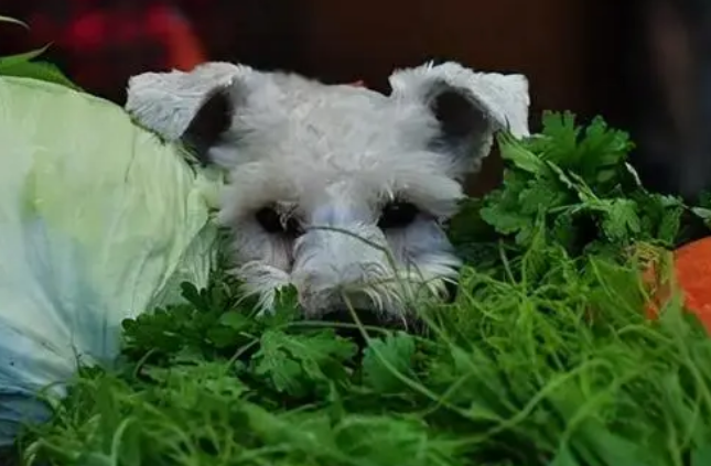 狗狗吃了香菜会出事吗