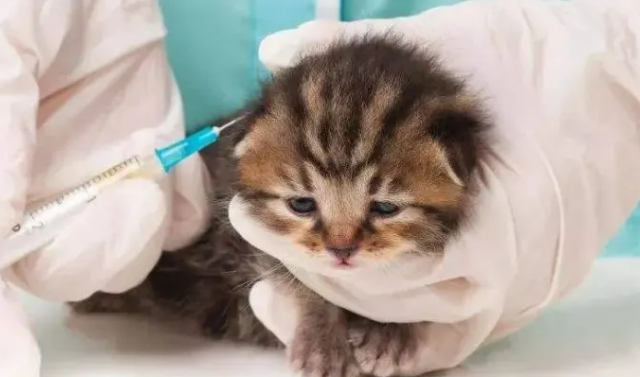 猫咪疫苗怎么样？