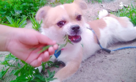 狗能吃麦瓶草吗 狗能吃麦瓶草吗
