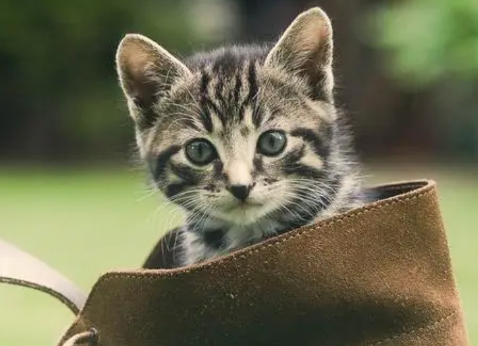 为什么猫猫走丢了之后,几个月突然自己回来了? 为什么猫猫走丢了之后,几个月突然自己回来了?