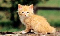 猫咪释放肛门腺液