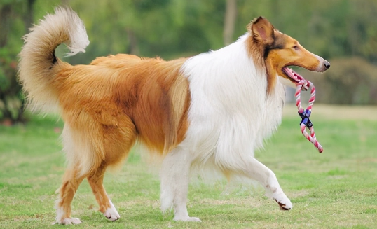 纯种苏格兰牧羊犬规范是什么？该怎么选择苏牧幼犬？