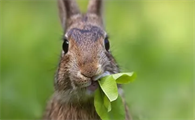 兔子可以吃米饭吗？