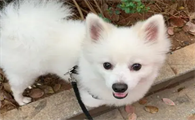 银狐犬怎么样好养吗