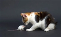 猫咪吃过老鼠药，该怎么办呢？