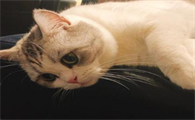室内养的猫会有弓形虫吗