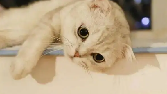 猫咪为什么喜欢叫妈妈起床呢 猫咪为什么喜欢叫妈妈起床呢