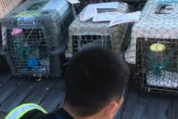 哪个托运宠物比较便宜 哪个托运宠物比较便宜