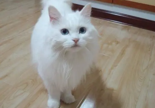 训练猫咪优雅站立的方法,养猫必看!