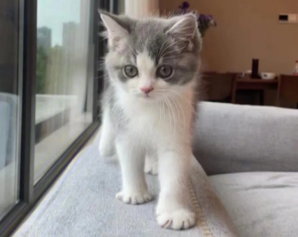 怎么样经营猫舍 怎么样经营猫舍