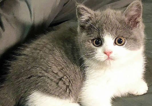 萌宠小知识:便宜宠物猫价格排行榜 萌宠小知识:便宜宠物猫价格排行榜